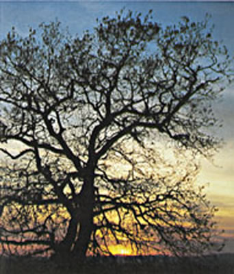 Tramonto in Val D'Orcia